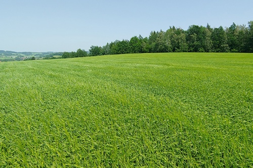 Rostlinná výroba