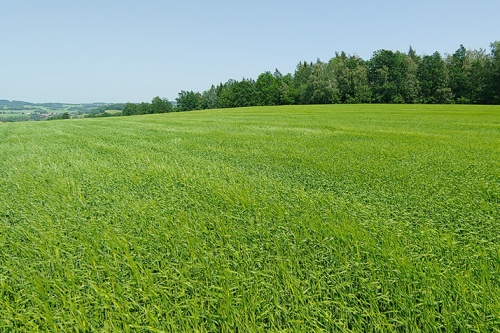 Rostlinná výroba